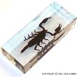 Real Insect Paperweight - Black Scorpion