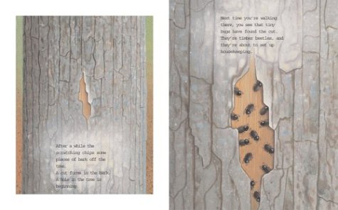 One Small Place in a Tree (Outstanding Science Trade Books for Students K-12 (Awards)) under Natural History in The Books Store