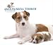 terrier30 - Jack Russell Terrier 2010 Deluxe Wall Calendar