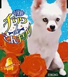 チワワ de こんチワワ 画像