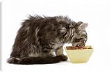 Canvas Prints of Cat - Norwegian forest kitten eating dried catfood from a bowl from Ardea Wildlife Pets