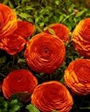 Sunset Ranunculus - 10 Bulbs - Size 7+cm