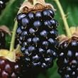 marionberry flavor extract