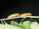 Close-Up of a Southern Festoon (Zerynthia Polyxena) Photographic Poster Print, 40x30
