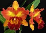 Lc Mary Ellen Carter 'Dixie Hummingbird HCC/AOS