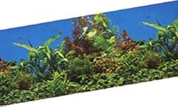 Vibran-sea Background 19.5 In X 50ft Fw Floral