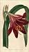 Reprint Mexican Lily, Amaryllis, Knight's Star Lily 1799