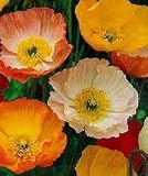 Iceland Poppy Seeds
