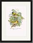 Black Framed/Matted Print 17x23, Melodious or Cuba Finch