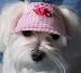Dog Sun Visor in Pink for Dogs 10 Lbs and under