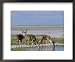 Greater Kudu (Tragelaphus Strepsiceros) Males at Seasonal Water on Etosha Pan, Namibi...