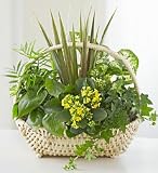 Funeral Flowers by 1800Flowers.com - European Sympathy Dish Garden - Large