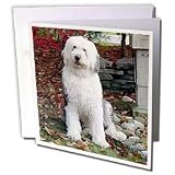 Dogs Old English Sheepdog - Old English Sheepdog - Greeting Cards-12 Greeting Cards with envelopes