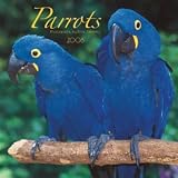 Parrots 2008 Wall Calendar