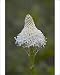 Photographic Prints of Bear Grass (Indian Basket Grass) (Xerophyllum tenax), Glacier National Park, from Robert Harding