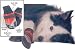 Fashion Pet Extreme All-Weather Dog Boots - X-LARGE