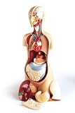 Basic 19 Part KnowBody Teaching Torso Model-Model#AW-DG708