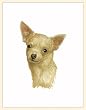 Fiddler's Elbow Chihuahua Blank Box Note Cards