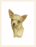 Fiddler's Elbow Chihuahua Blank Box Note Cards