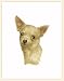 Fiddler's Elbow Chihuahua Blank Box Note Cards
