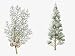 Arizona Cypress (Cupressus Arizonica) Plant, Foliage and Berries, Illustration Photographic Poster Print, 24x32