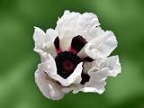41ROjqvmNvL. SL160  25 Oriental Poppy Flower Seeds. Royal Wedding Poppies.