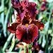 Kitchen & Housewares : Sultan's Palace Bearded German Iris 1 Rhizome