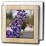 WhiteOak Photography Floral Prints - Bee and Salvia Flower Flower with a bee - Tile Napkin Holders