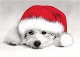 Santa Paws Christmas Card - Dogs And Puppies Holiday Greeting Card