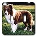 Dogs Border Collie - Border Collie Tan and White - Light Switch Covers - double toggle switch