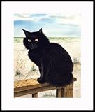 Beach Cat by Drew Strouble