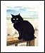 Beach Cat by Drew Strouble