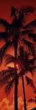 Palm Trees at Dusk, Kalapaki Beach, Kauai, Hawaii, USA Photographic Poster Print by Panoramic Images , 32x96