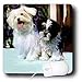 maltese36  - Dogs Maltese Maltese Mouse Pads