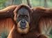 Orang Utan Portrait, Male, Gunung Leuser National Park, Indonesia Photographic Poster Print by Anup Shah, 16x12