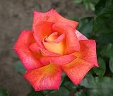 Eigenschaften Agel Rosen  / Edelrose 