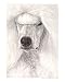 White Show Poodle Animals Giclee Poster Print by Evelyn Morris Hecht, 16x20
