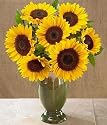 Sunflower Radiance