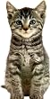 Kitten (Jumbo Animal Shaped Board Books)