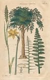 TRUNKS, Plate 3 Illustration by John Miller Botanical Studies from 1789 Poster print. Featured plants: Vernal Grass, Daffodil, Prickly Polypodium.