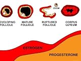 Corpus Luteum Estrogen Progesterone Photographic Poster Print, 24x18