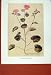 Lavatera Trimestris Flower Plant Bush Old Print Color