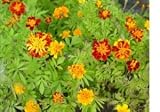 41RRomWh5zL. SL160  French Marigold Flower Seeds   1,000 Flower Seeds in Each Packet with Free Shipping