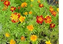French Marigold Flower Seeds - 1,000 Flower Seeds in Each Packet with Free Shipping