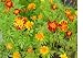 My favorite flower seeds