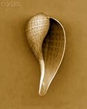 IMAGE OF Wallmonkeys Peel and Stick Wall Decals - Graceful Fig Shell - 60