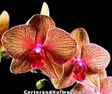 Phal. Baldan