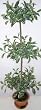 38" Triple Ball Ficus Topiary