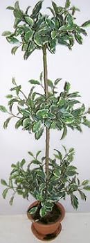 38" Triple Ball Ficus Topiary
