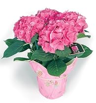 Pink Hydrangea Potted Plant